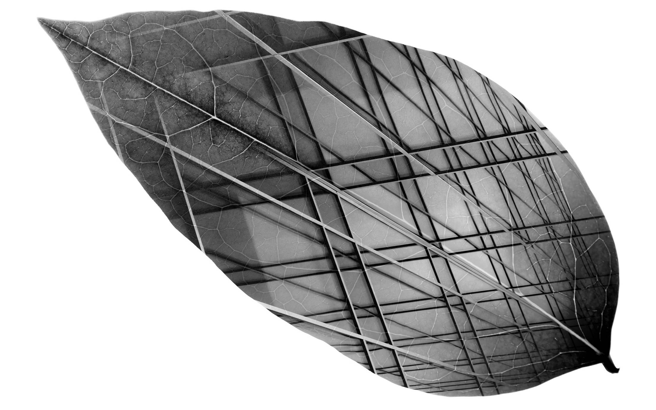 Steel structure in leaf shape