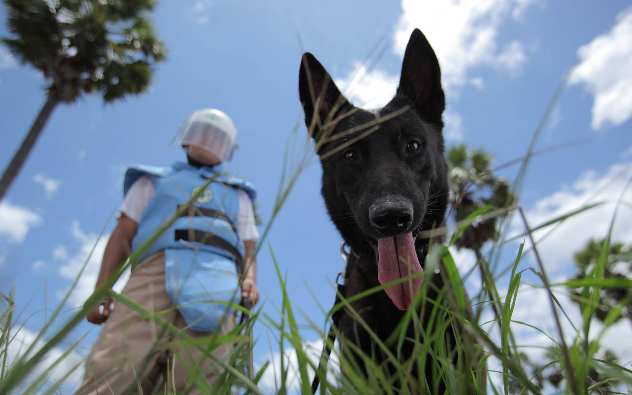 A mine dog on duty finding hidden mines 